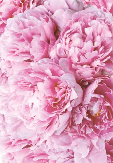 Peony Fragrance Oil