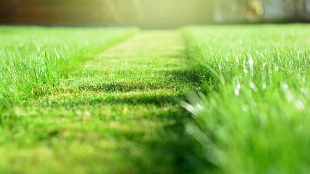 Fresh Cut Grass Fragrance Oil